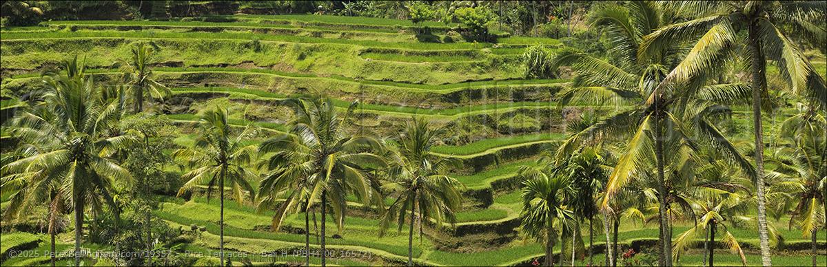 Peter Bellingham Photography Rice Terraces - Bali H (PBH4 00 16572)